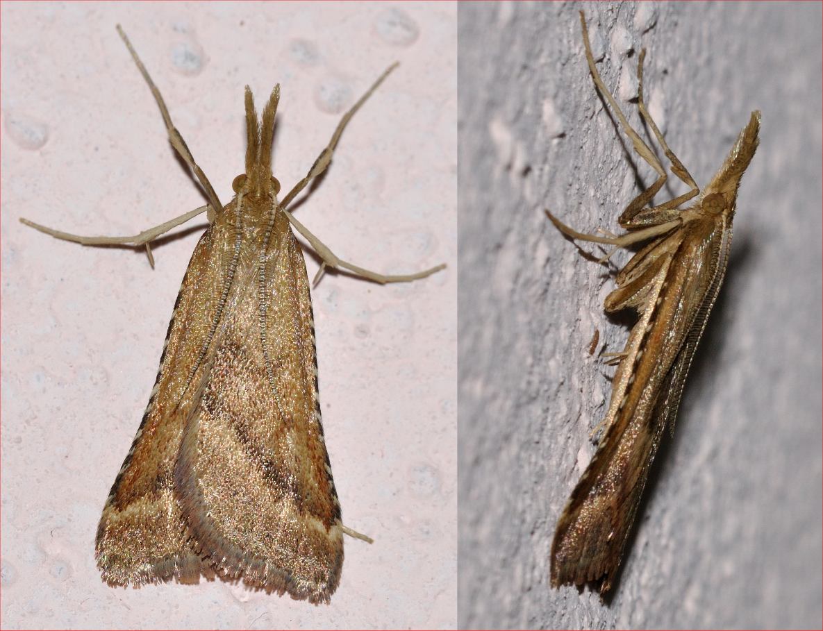 Eudonia angustea ??? No, Synaphe punctalis